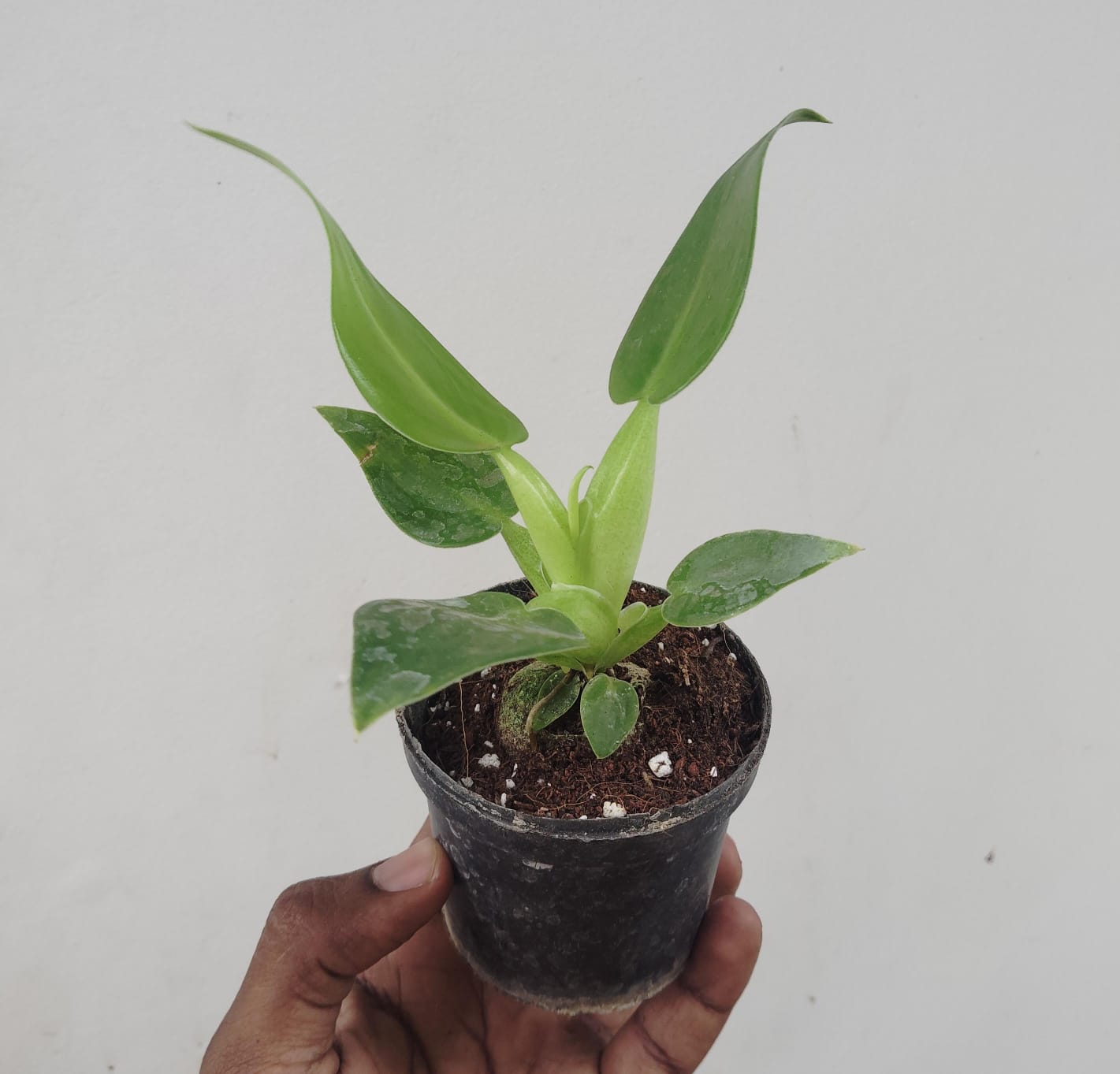 Philodendron Martianum Fat Boy (medium sized pot plant) - Image 5