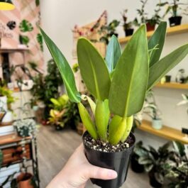 Philodendron Martianum Fat Boy (medium sized pot plant)