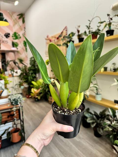 Philodendron Martianum Fat Boy (medium sized pot plant) - Image 2