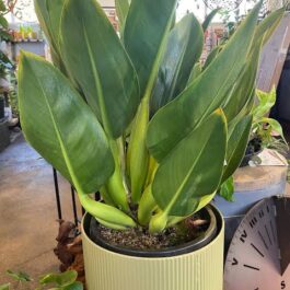 Philodendron Martianum Fat Boy (medium sized pot plant)