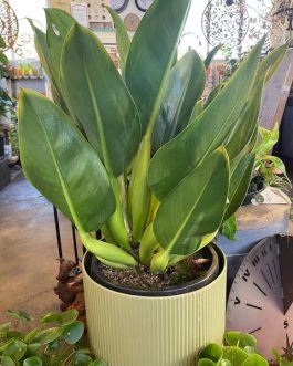 Philodendron Martianum Fat Boy (medium sized pot plant)