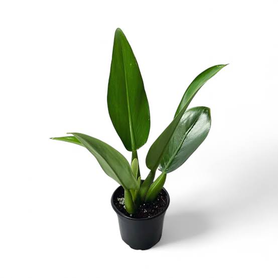 Philodendron Martianum Fat Boy (medium sized pot plant) - Image 4