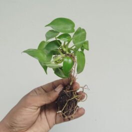 Philodendron Pedatum Laciniatum (jiffy sized)