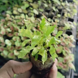 Hawaiian Sunshine Fern (jiffy sized)