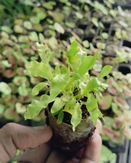 Hawaiian Sunshine Fern (jiffy sized)