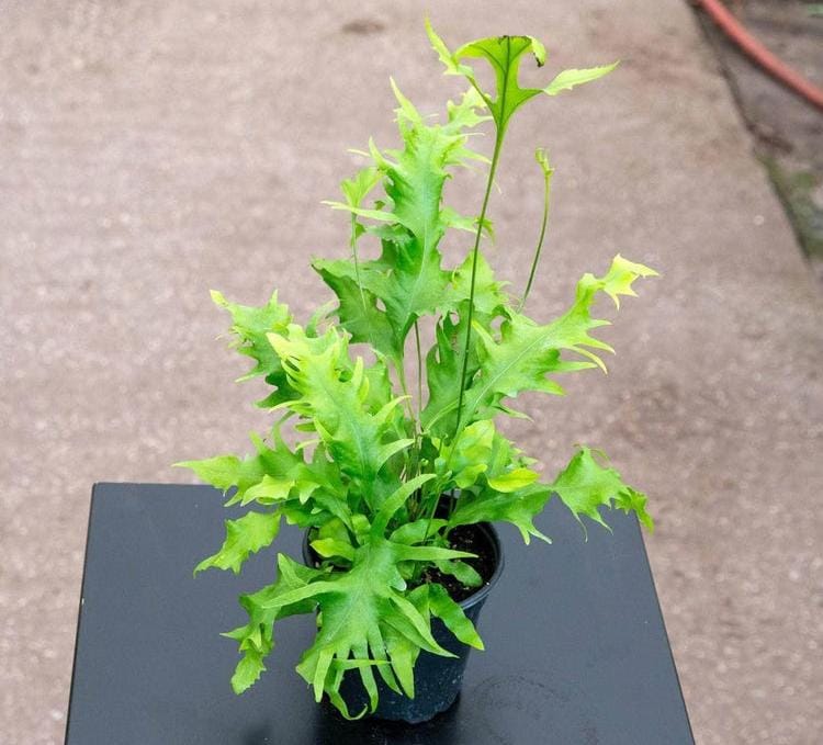 Hawaiian Sunshine Fern (jiffy sized) - Image 3