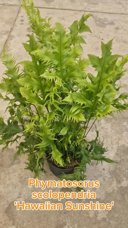 Hawaiian Sunshine Fern (jiffy sized) - Image 5