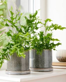 Hawaiian Sunshine Fern (jiffy sized)