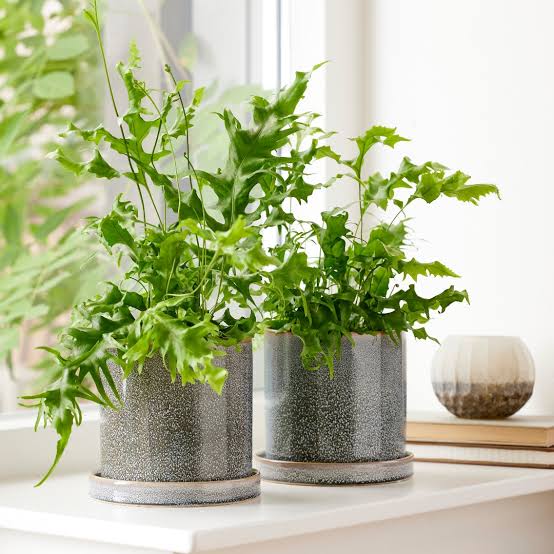 Hawaiian Sunshine Fern (jiffy sized)