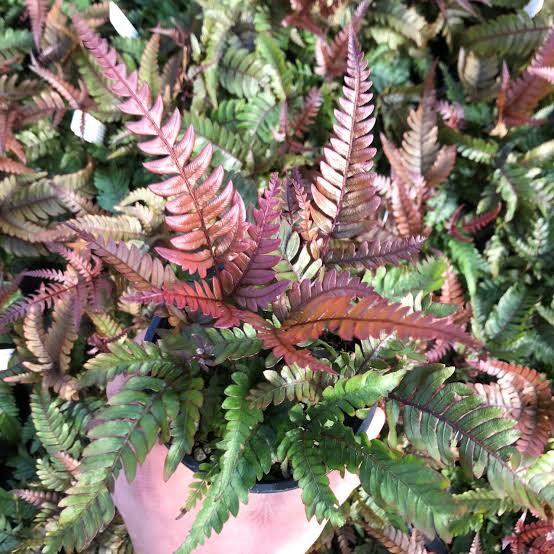 Tricolor Fern/ THREE COLOUR BRAKE FERN/ Pteris quadriaurita Tricolor (jiffy sized) - Image 8