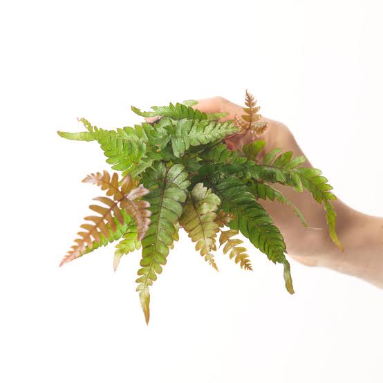 Tricolor Fern/ THREE COLOUR BRAKE FERN/ Pteris quadriaurita Tricolor (jiffy sized) - Image 6