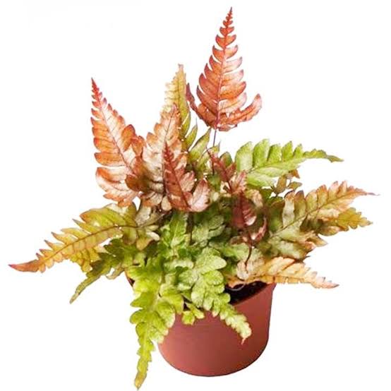 Tricolor Fern/ THREE COLOUR BRAKE FERN/ Pteris quadriaurita Tricolor (jiffy sized) - Image 5