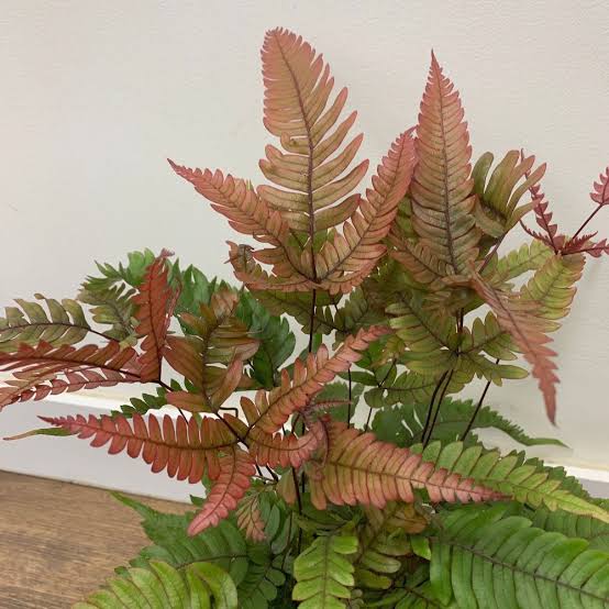 Tricolor Fern/ THREE COLOUR BRAKE FERN/ Pteris quadriaurita Tricolor (jiffy sized) - Image 4