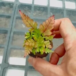 Tricolor Fern/ THREE COLOUR BRAKE FERN/ Pteris quadriaurita Tricolor (jiffy sized)