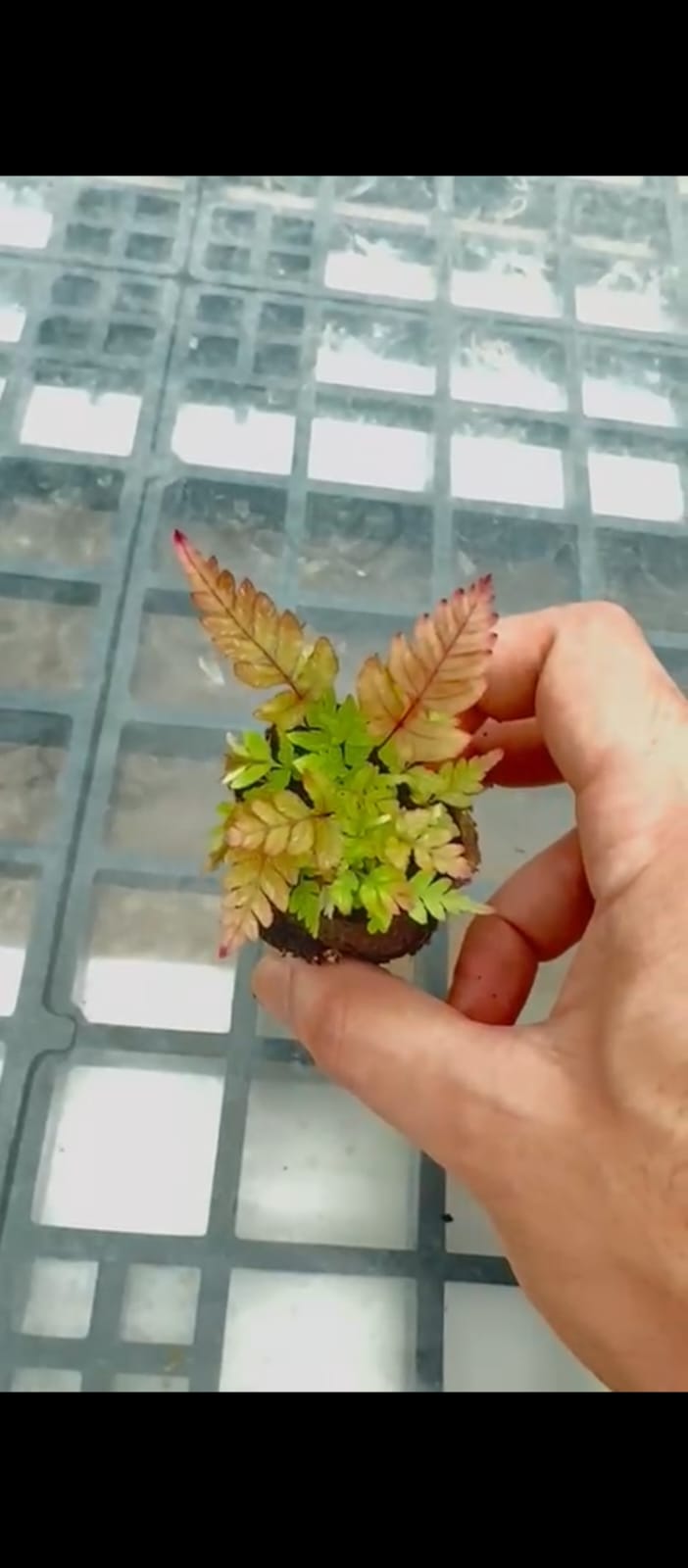 Tricolor Fern/ THREE COLOUR BRAKE FERN/ Pteris quadriaurita Tricolor (jiffy sized) - Image 2