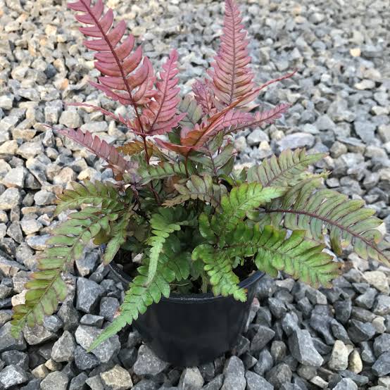 Tricolor Fern/ THREE COLOUR BRAKE FERN/ Pteris quadriaurita Tricolor (jiffy sized) - Image 3