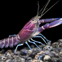 Purple cray fish large sized pair ( 2 to 2.5 inch sized)