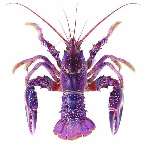 Purple cray fish large sized pair ( 2 to 2.5  inch sized) - Image 4