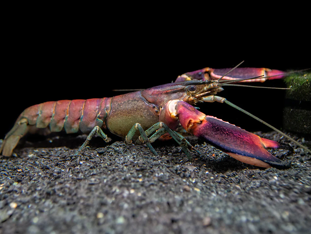 Purple cray fish large sized pair ( 2 to 2.5  inch sized) - Image 3
