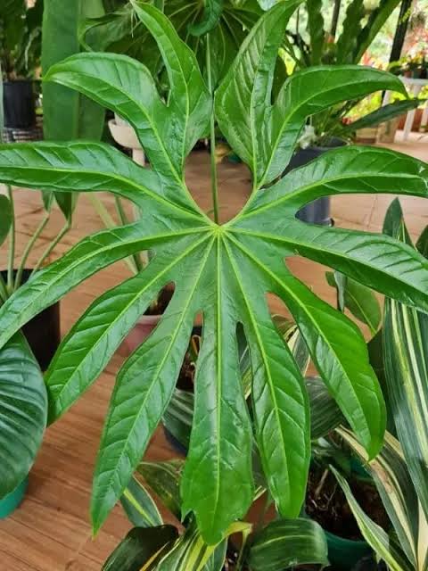 Anthurium Pedatoradiatum (small sized) - Image 3