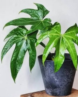 Anthurium Pedatoradiatum (small sized)