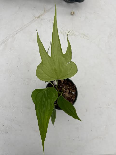 Anthurium Pedatoradiatum (small sized) - Image 5