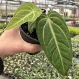 Anthurium villenaorum (small sized)