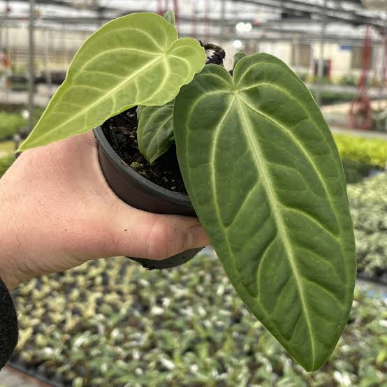 Anthurium villenaorum (small sized) - Image 2