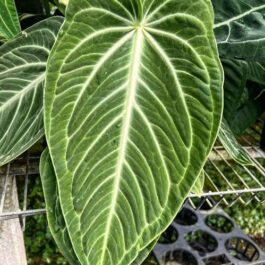 Anthurium villenaorum (small sized)