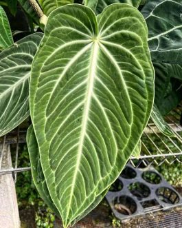 Anthurium villenaorum (small sized)