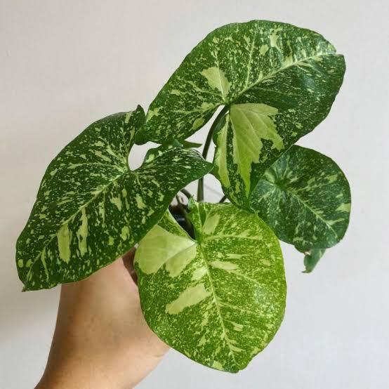 Syngonium Panda Galaxy (large single plant) - Image 3