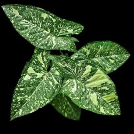 Syngonium Panda Galaxy (large single plant)