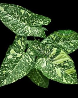 Syngonium Panda Galaxy (large single plant)