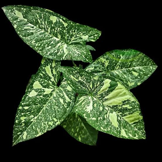 Syngonium Panda Galaxy (large single plant)