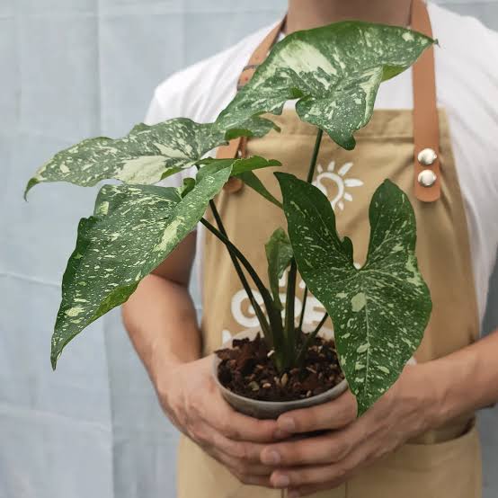 Syngonium Panda Galaxy (large single plant) - Image 4