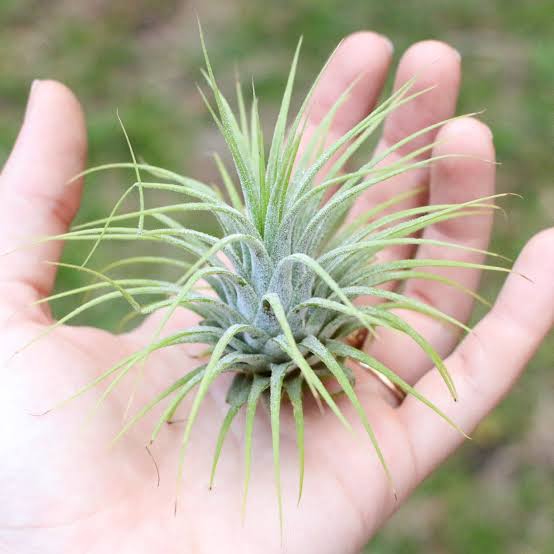 Air Plant-Tillandsia ionantha Guatemala (single plant) - Image 4