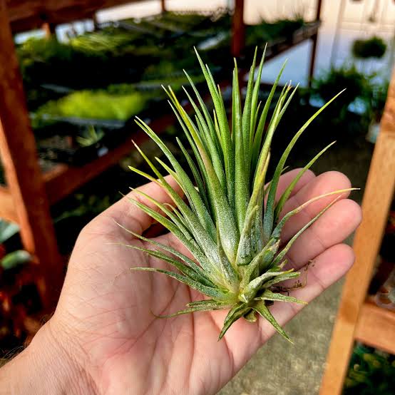 Air Plant-Tillandsia ionantha Guatemala (single plant) - Image 3