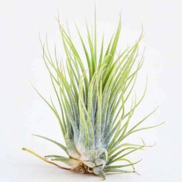 Air Plant-Tillandsia ionantha Guatemala (single plant)