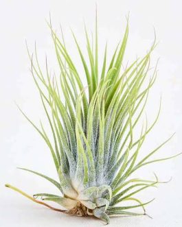 Air Plant-Tillandsia ionantha Guatemala (single plant)