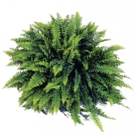 Blue bell boston fern (jiffy clump)