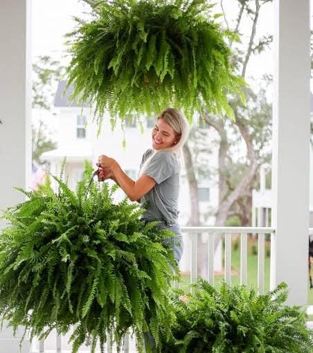 Blue bell boston fern (jiffy clump) - Image 4