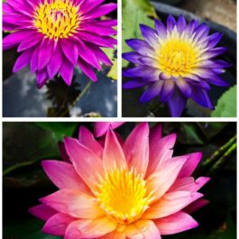 Bulls eye tropical sunset, purple diamond waterlily 365 days bloomer combo ( 3 flower plants)