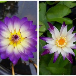 Ratsameechan, purple joy waterlily 365 days bloomer combo ( 2 flowering plants)