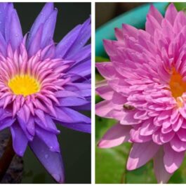 Tidaswan, chompu pattara waterlily 365 days bloomer combo ( 2 flowering plants)