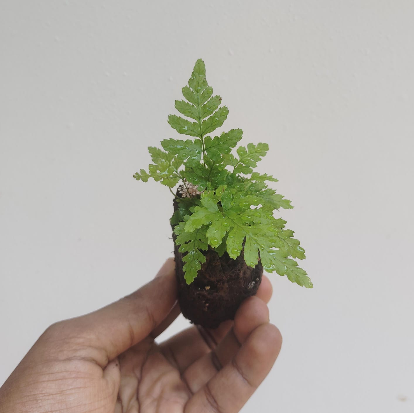 Japanese Rosy Buckler Fern/ Koidzuma's Wood Fern/  Dryopteris koidzumiana (jiffy plant) - Image 8