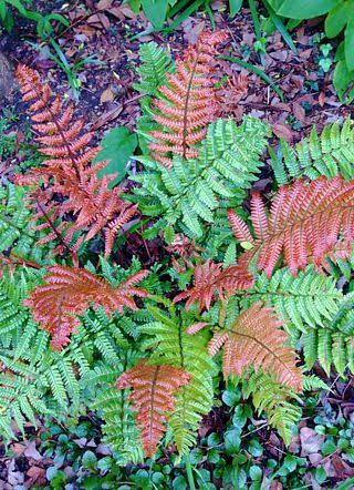 Japanese Rosy Buckler Fern/ Koidzuma's Wood Fern/  Dryopteris koidzumiana (jiffy plant) - Image 7