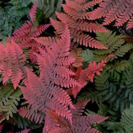 Japanese Rosy Buckler Fern/ Koidzuma’s Wood Fern/ Dryopteris koidzumiana (jiffy plant)