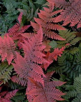 Japanese Rosy Buckler Fern/ Koidzuma’s Wood Fern/  Dryopteris koidzumiana (jiffy plant)