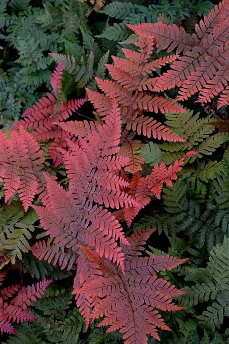 Japanese Rosy Buckler Fern/ Koidzuma's Wood Fern/  Dryopteris koidzumiana (jiffy plant)
