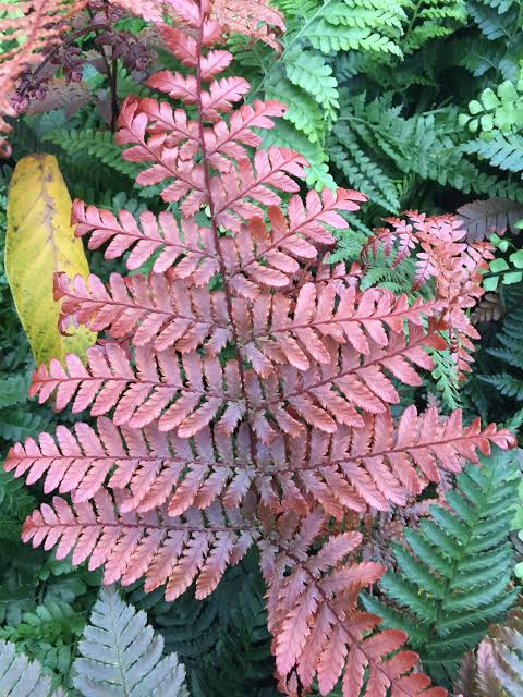 Japanese Rosy Buckler Fern/ Koidzuma's Wood Fern/  Dryopteris koidzumiana (jiffy plant) - Image 4